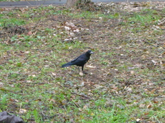 Corvus frugilegus