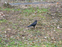 Corvus frugilegus