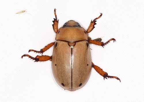 Grapevine Beetle, photo 5 of 10