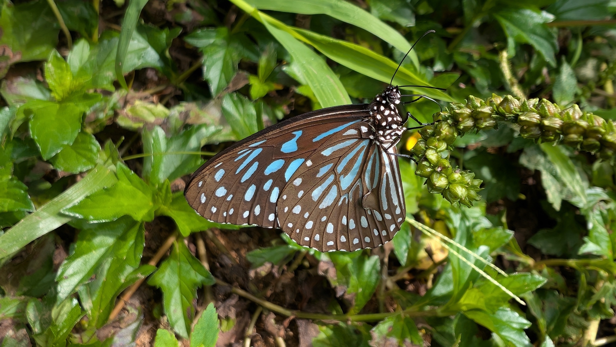 Dark Blue Tiger