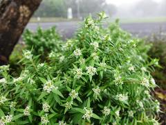 Pimelea tomentosa