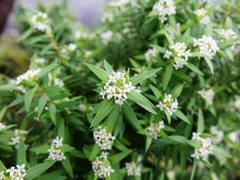 Pimelea tomentosa