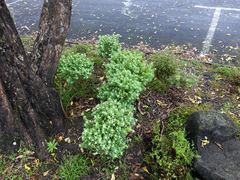 Pimelea tomentosa
