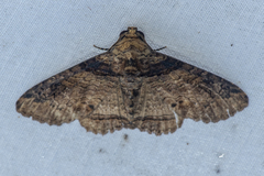 Pericyma