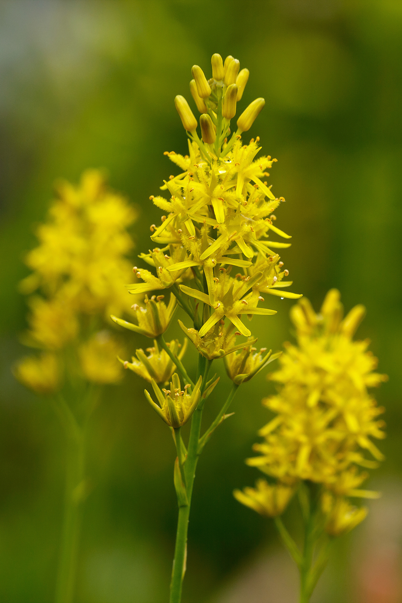 Narthecium americanum