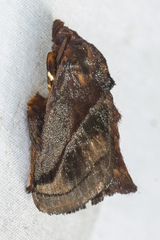 Phocoderma velutina