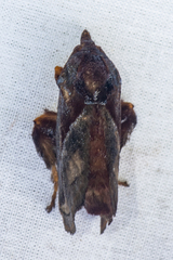 Phocoderma velutina