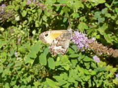 Hipparchia aristaeus