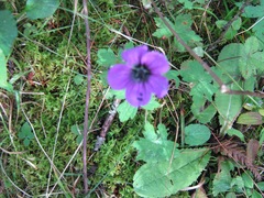 Geranium procurrens