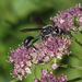 Mexican Grass-carrying Wasp - Photo (c) fausto, some rights reserved (CC BY-NC), uploaded by fausto