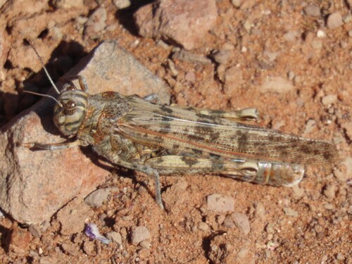 Brown Locust photo 3