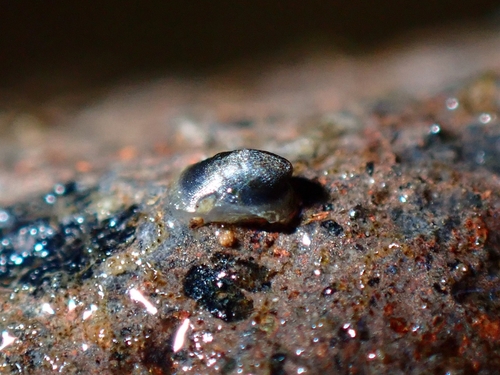 Ancylus striatus