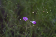 Agalinis edwardsiana
