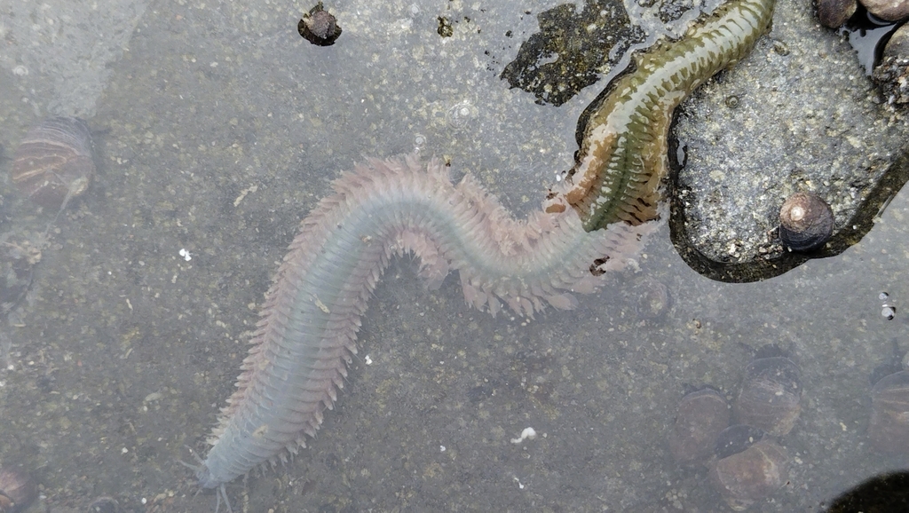 Giant Piling Worm