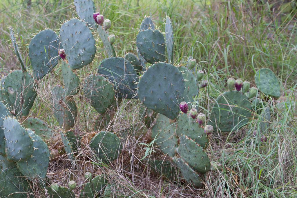 Texas prickly-pear (Vascular Plants of Wild Basin) · iNaturalist