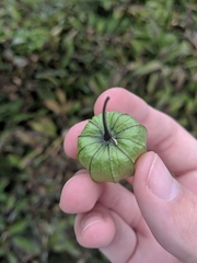 Physalis philadelphica