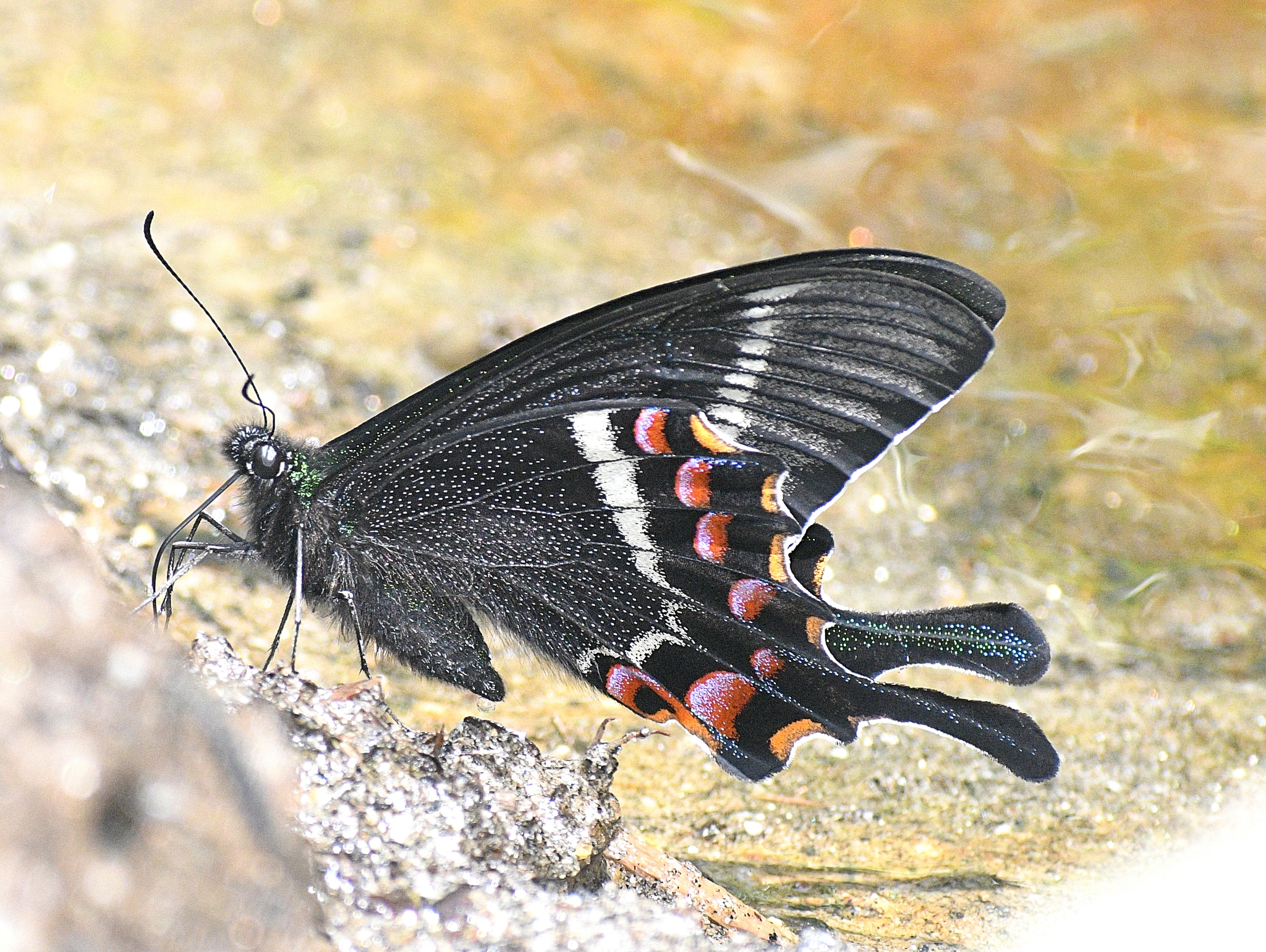 Krishna Peacock