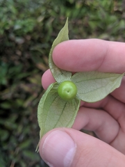 Physalis philadelphica