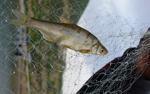 Tigris bream (Acanthobrama marmid) — Cyprinidae — 2
