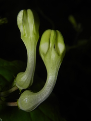 Ceropegia evansii