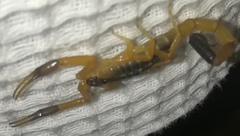 Uroplectes fischeri