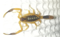 Uroplectes fischeri