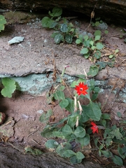 Silene rotundifolia
