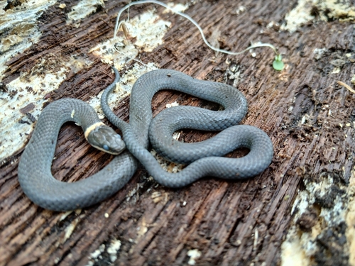 Ring-necked Snake