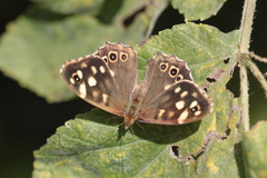 Pararge aegeria