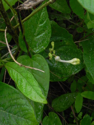 Ceropegia evansii