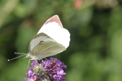 Pieris brassicae