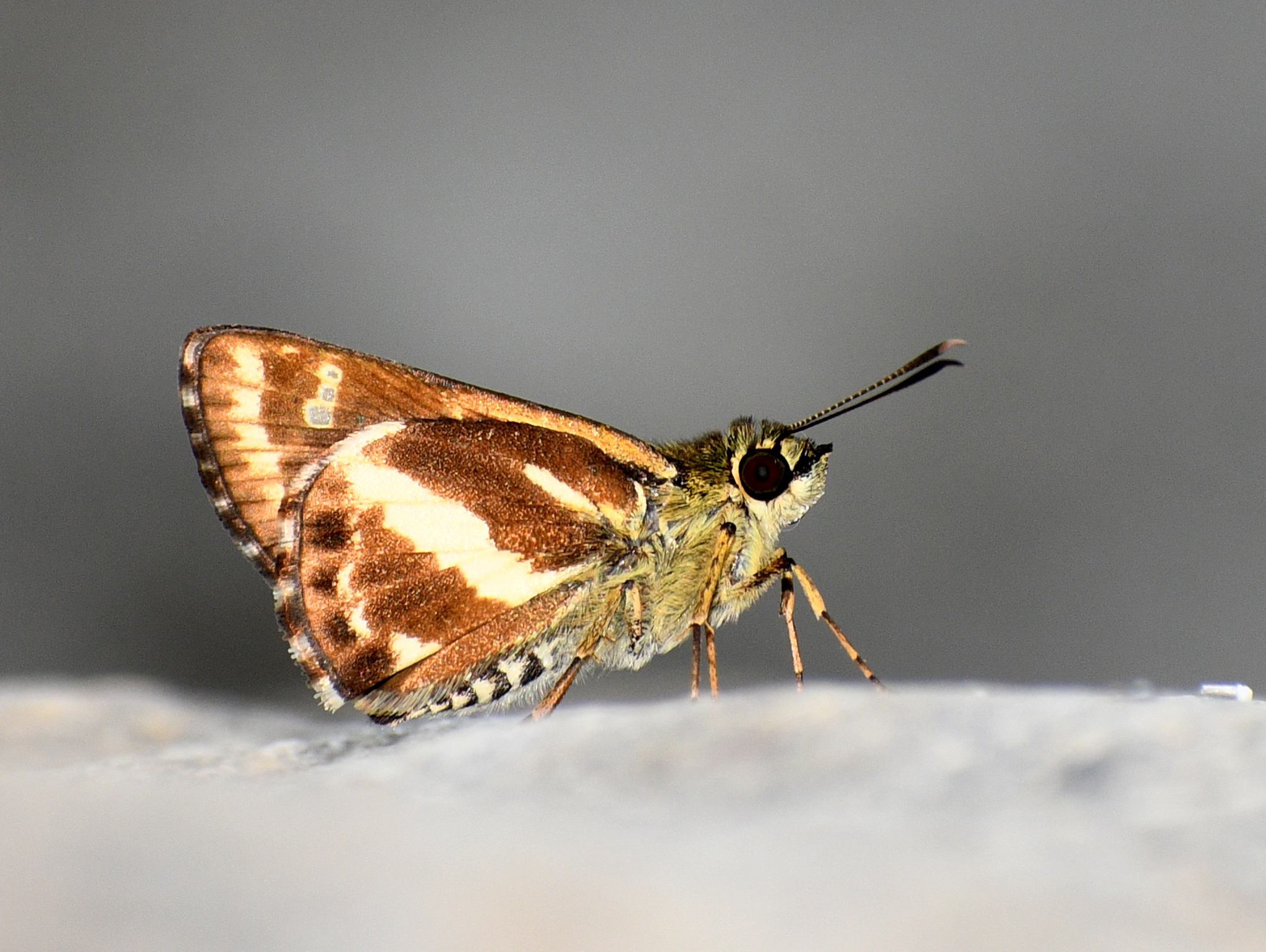 Tufted Ace
