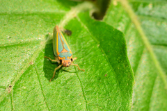 Graphocephala aurolineata