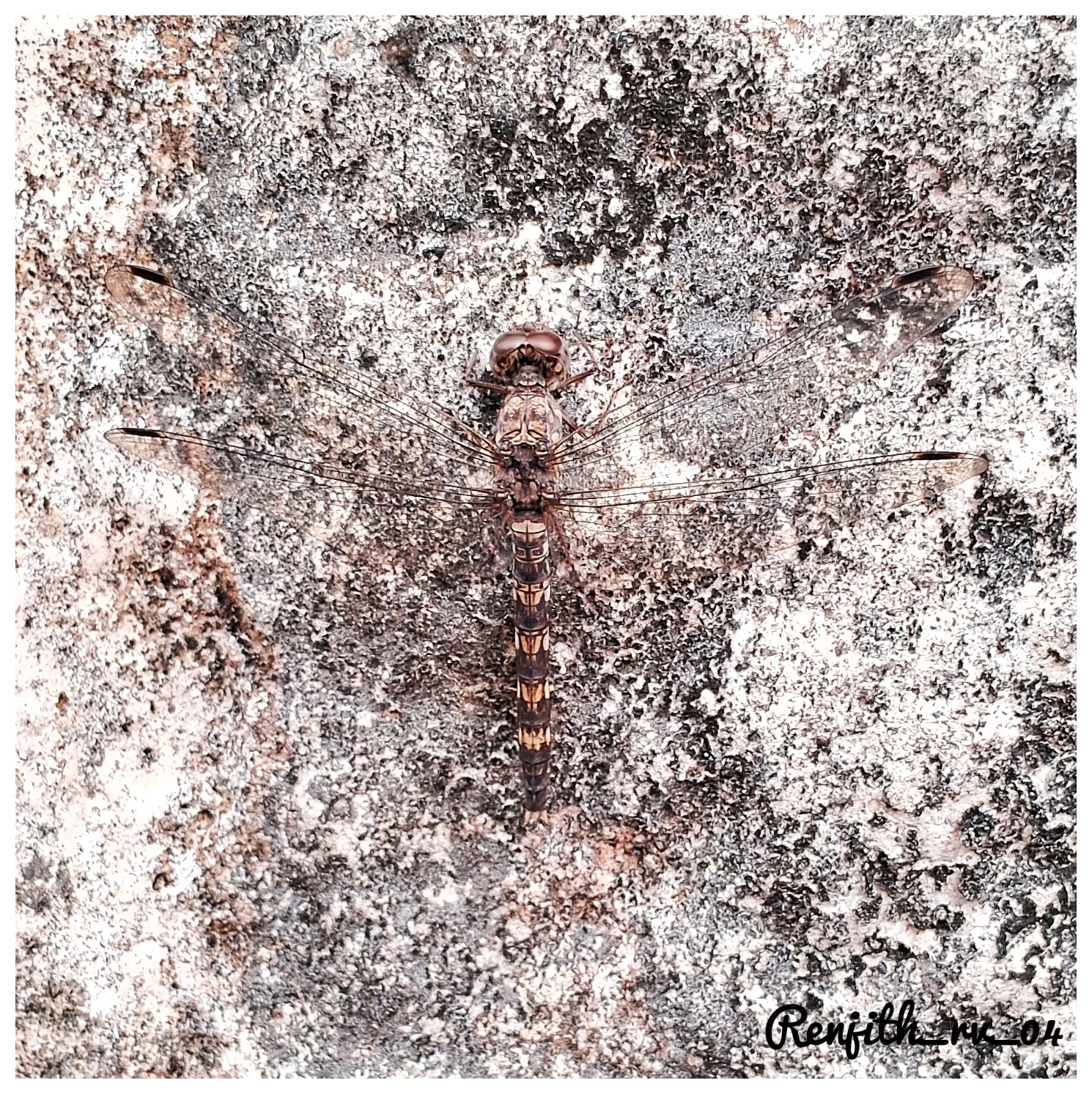 Indian Rockdweller