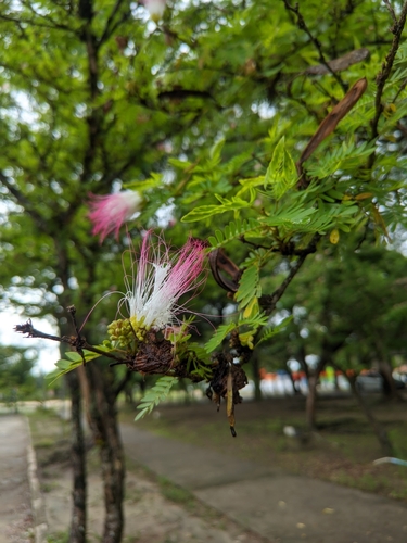 Calliandra surinamensis