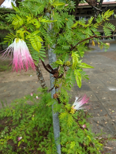 Calliandra surinamensis