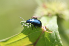 Altica