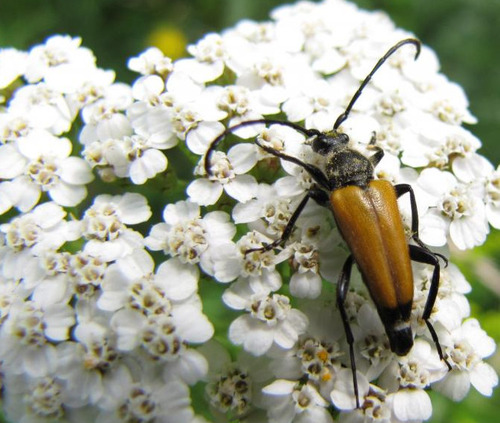 tawny longhorn beetle, Hamert, photo 10 of 10