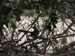 Morococcyx erythropygus