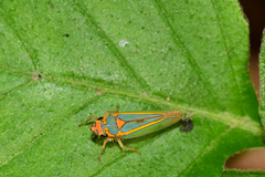 Graphocephala aurolineata