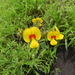 Smithia setulosa - Photo no hay derechos reservados, subido por S.MORE