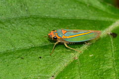 Graphocephala aurolineata