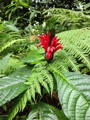 Pachystachys coccinea