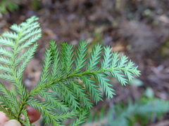 Libocedrus plumosa