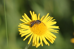 Lasioglossum