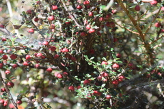 Cotoneaster microphyllus