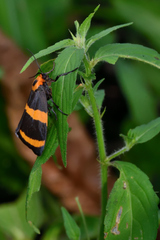 Eudesmia cypris