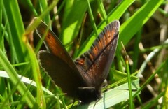 Erebia epiphron