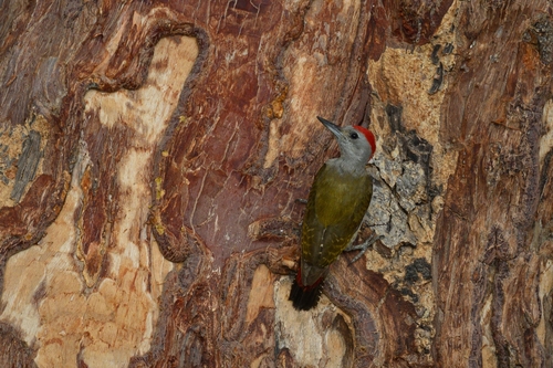 African Grey Woodpecker