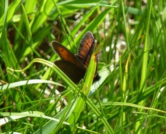 Erebia epiphron